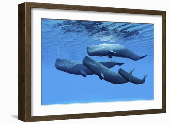 A Sperm Whale Family Swimming Together-null-Framed Art Print