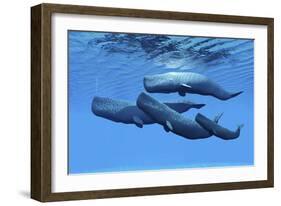 A Sperm Whale Family Swimming Together-null-Framed Art Print