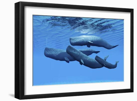 A Sperm Whale Family Swimming Together-null-Framed Art Print