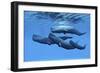 A Sperm Whale Family Swimming Together-null-Framed Art Print