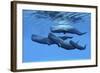 A Sperm Whale Family Swimming Together-null-Framed Art Print
