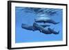 A Sperm Whale Family Swimming Together-null-Framed Art Print