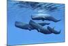 A Sperm Whale Family Swimming Together-null-Mounted Art Print