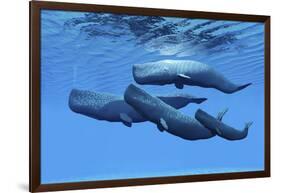 A Sperm Whale Family Swimming Together-null-Framed Art Print