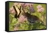 A Spicebush Swallowtail Feeds from Milkweed Flowers in a Virginia Wetland-Neil Losin-Framed Stretched Canvas