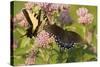 A Spicebush Swallowtail Feeds from Milkweed Flowers in a Virginia Wetland-Neil Losin-Stretched Canvas