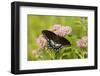 A Spicebush Swallowtail Feeds from Milkweed Flowers in a Virginia Wetland-Neil Losin-Framed Photographic Print