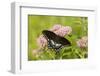A Spicebush Swallowtail Feeds from Milkweed Flowers in a Virginia Wetland-Neil Losin-Framed Photographic Print