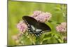 A Spicebush Swallowtail Feeds from Milkweed Flowers in a Virginia Wetland-Neil Losin-Mounted Photographic Print