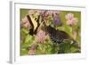 A Spicebush Swallowtail Feeds from Milkweed Flowers in a Virginia Wetland-Neil Losin-Framed Photographic Print