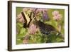 A Spicebush Swallowtail Feeds from Milkweed Flowers in a Virginia Wetland-Neil Losin-Framed Photographic Print