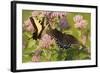 A Spicebush Swallowtail Feeds from Milkweed Flowers in a Virginia Wetland-Neil Losin-Framed Photographic Print