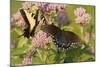 A Spicebush Swallowtail Feeds from Milkweed Flowers in a Virginia Wetland-Neil Losin-Mounted Photographic Print