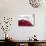 A Spilt Glass of Red Wine-null-Mounted Photographic Print displayed on a wall