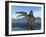 A Spinosaurus Searches for its Next Meal-Stocktrek Images-Framed Photographic Print