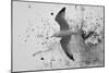 A Splash Of Gull-Jai Johnson-Mounted Giclee Print