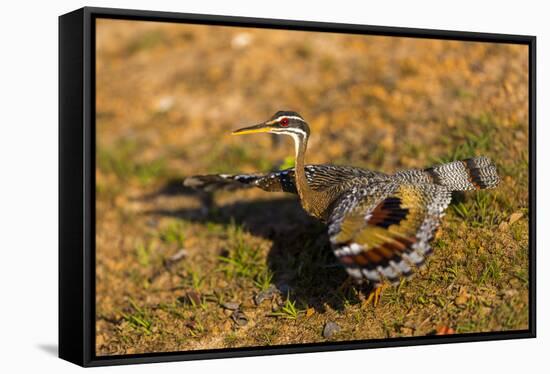 A Splendid Sunbittern spreads its wings along the bank of a river in the Pantanal, Brazil-James White-Framed Stretched Canvas