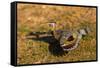 A Splendid Sunbittern spreads its wings along the bank of a river in the Pantanal, Brazil-James White-Framed Stretched Canvas