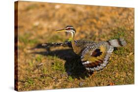 A Splendid Sunbittern spreads its wings along the bank of a river in the Pantanal, Brazil-James White-Stretched Canvas