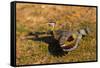 A Splendid Sunbittern spreads its wings along the bank of a river in the Pantanal, Brazil-James White-Framed Stretched Canvas