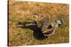 A Splendid Sunbittern spreads its wings along the bank of a river in the Pantanal, Brazil-James White-Stretched Canvas