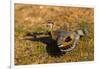 A Splendid Sunbittern spreads its wings along the bank of a river in the Pantanal, Brazil-James White-Framed Photographic Print