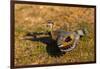 A Splendid Sunbittern spreads its wings along the bank of a river in the Pantanal, Brazil-James White-Framed Photographic Print