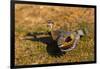 A Splendid Sunbittern spreads its wings along the bank of a river in the Pantanal, Brazil-James White-Framed Photographic Print