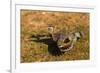 A Splendid Sunbittern spreads its wings along the bank of a river in the Pantanal, Brazil-James White-Framed Premium Photographic Print