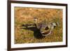 A Splendid Sunbittern spreads its wings along the bank of a river in the Pantanal, Brazil-James White-Framed Premium Photographic Print