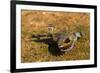 A Splendid Sunbittern spreads its wings along the bank of a river in the Pantanal, Brazil-James White-Framed Premium Photographic Print