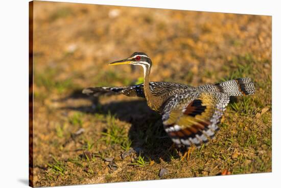 A Splendid Sunbittern spreads its wings along the bank of a river in the Pantanal, Brazil-James White-Stretched Canvas