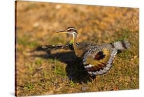 A Splendid Sunbittern spreads its wings along the bank of a river in the Pantanal, Brazil-James White-Stretched Canvas