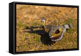 A Splendid Sunbittern spreads its wings along the bank of a river in the Pantanal, Brazil-James White-Framed Stretched Canvas