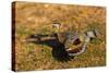 A Splendid Sunbittern spreads its wings along the bank of a river in the Pantanal, Brazil-James White-Stretched Canvas