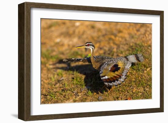 A Splendid Sunbittern spreads its wings along the bank of a river in the Pantanal, Brazil-James White-Framed Photographic Print