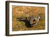 A Splendid Sunbittern spreads its wings along the bank of a river in the Pantanal, Brazil-James White-Framed Photographic Print