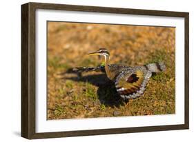 A Splendid Sunbittern spreads its wings along the bank of a river in the Pantanal, Brazil-James White-Framed Photographic Print