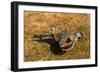 A Splendid Sunbittern spreads its wings along the bank of a river in the Pantanal, Brazil-James White-Framed Photographic Print