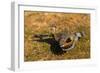 A Splendid Sunbittern spreads its wings along the bank of a river in the Pantanal, Brazil-James White-Framed Photographic Print