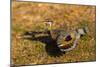 A Splendid Sunbittern spreads its wings along the bank of a river in the Pantanal, Brazil-James White-Mounted Photographic Print