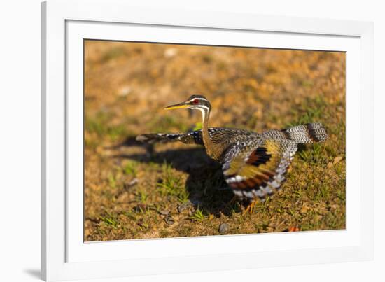 A Splendid Sunbittern spreads its wings along the bank of a river in the Pantanal, Brazil-James White-Framed Photographic Print