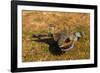 A Splendid Sunbittern spreads its wings along the bank of a river in the Pantanal, Brazil-James White-Framed Photographic Print