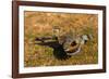 A Splendid Sunbittern spreads its wings along the bank of a river in the Pantanal, Brazil-James White-Framed Photographic Print