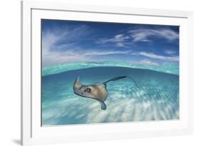 A Split Level Image of Southern Stingray (Dasyatis Americana) Swimming over a Sand Bar-Alex Mustard-Framed Photographic Print