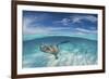 A Split Level Image of Southern Stingray (Dasyatis Americana) Swimming over a Sand Bar-Alex Mustard-Framed Photographic Print