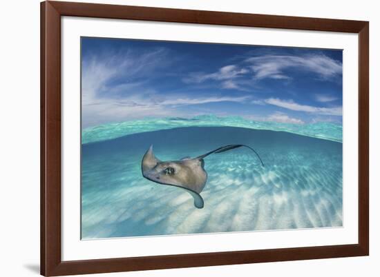 A Split Level Image of Southern Stingray (Dasyatis Americana) Swimming over a Sand Bar-Alex Mustard-Framed Photographic Print