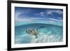 A Split Level Image of Southern Stingray (Dasyatis Americana) Swimming over a Sand Bar-Alex Mustard-Framed Photographic Print