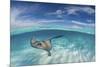 A Split Level Image of Southern Stingray (Dasyatis Americana) Swimming over a Sand Bar-Alex Mustard-Mounted Photographic Print