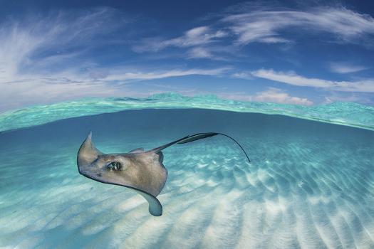 The Stingrays/Star Wars Poster